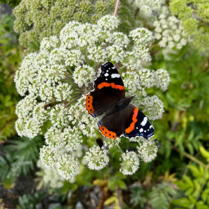 Tiong Simpodon - Semata Karenamu Koplo