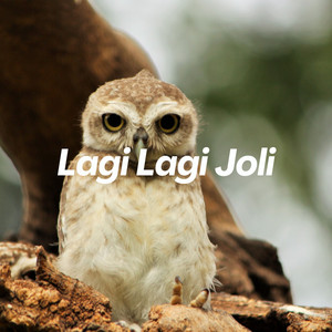 Sahrul Ckn, Dodi Semesta - Lagi Lagi Joli