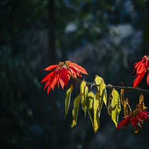 Rachel Goh Li Ting - Dancing with Gravity
