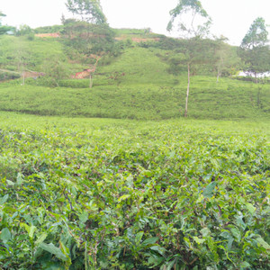 Rami - bergema sampai selamanya