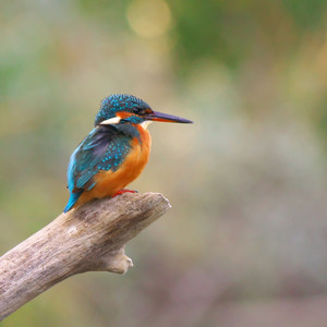 Azura Island - Henrie Symeon