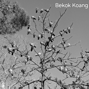 Bekok Koang - Aku jarang disayang sayang