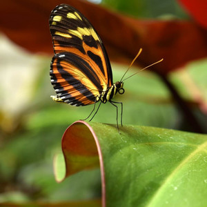 Nike Ardilla - Bintang Kehidupan