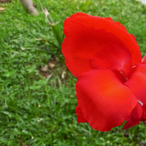 Mala Agatha - Malaikat Tak Bersayap - Remastered 2024