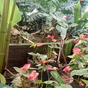 Nona Hamerang - Diantara bising mesin