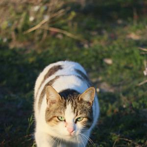 Twins tone - Langkah Terakhir