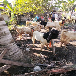 Diego Delot De Costa - Kaulah Cinta Di Dalam Hidupku