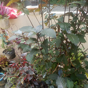 Idah - Sa su terluka