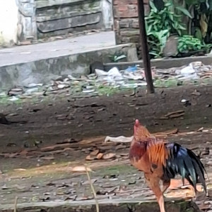 Robert James Sulvivan - Indah Susah Malam Ya Oo