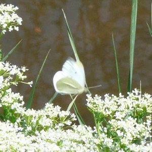 Katelyn Moss, Modena Fvnky - Ayo Sayang Culik Aku Dong