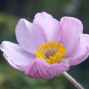 DONNI BD, DJ-Angsa - Jangan Salah Menilaiku - Remix