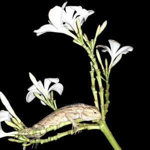 Gapero Creative - Manjing Ratri