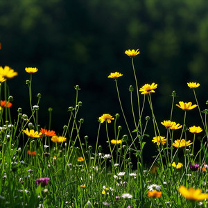 Adriana Celmira - An Old Boytoy