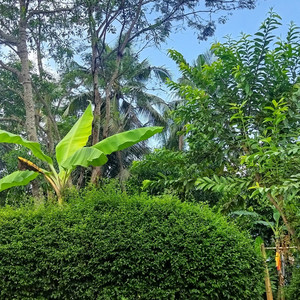 Bangkit Music - Wis Dalane Dadi Pelarian - Solo Version