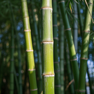 AliyaJafarMY - Donatur Jangan Ngatur